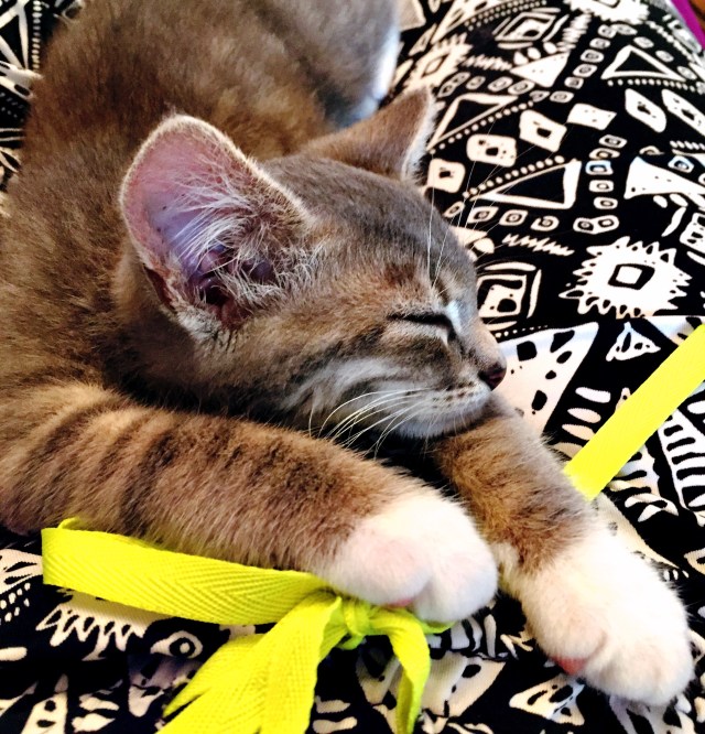 Faire une ronronthérapie...