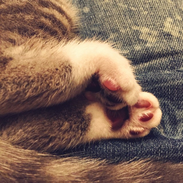 Accueillir un nouvel habitant à la maison...